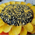 Slunečnicový salát s hranolky: klasické a chutné recepty